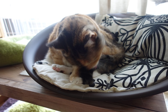f:id:hiraryo0201:20190923162118j:plain f:id:hiraryo0201:20190923162118j:plain