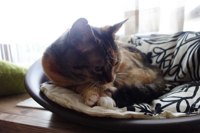 f:id:hiraryo0201:20190923162140j:plain f:id:hiraryo0201:20190923162140j:plain