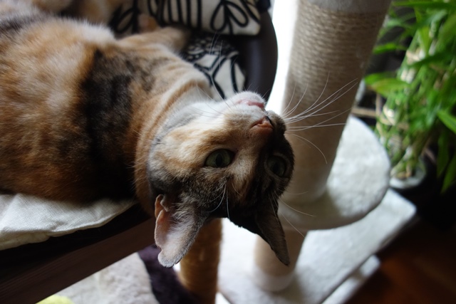 f:id:hiraryo0201:20190923162512j:plain