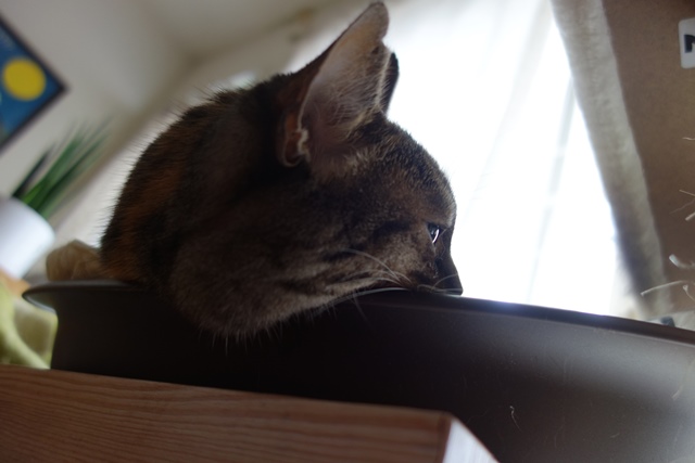 f:id:hiraryo0201:20190923162602j:plain