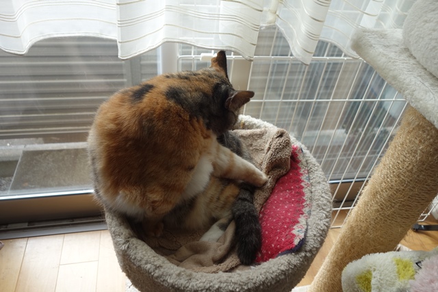 f:id:hiraryo0201:20190923162651j:plain