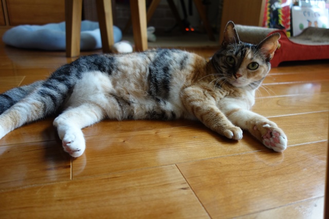 f:id:hiraryo0201:20190923162719j:plain