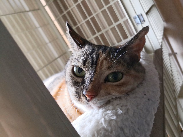 f:id:hiraryo0201:20191006074650j:image