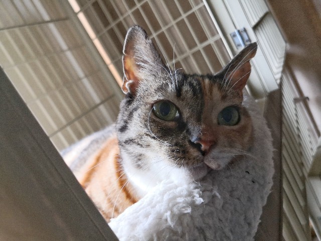 f:id:hiraryo0201:20191006074703j:image