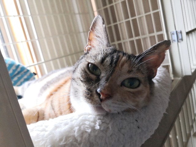 f:id:hiraryo0201:20191006074716j:image