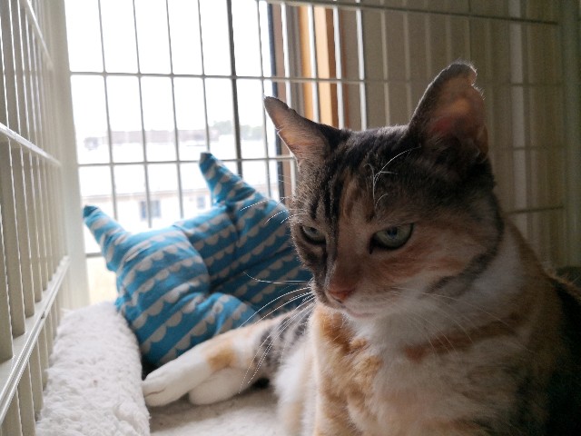f:id:hiraryo0201:20191006074729j:image