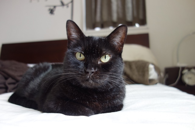 f:id:hiraryo0201:20191014212257j:plain f:id:hiraryo0201:20191014212257j:plain