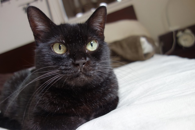 f:id:hiraryo0201:20191014212314j:plain f:id:hiraryo0201:20191014212314j:plain