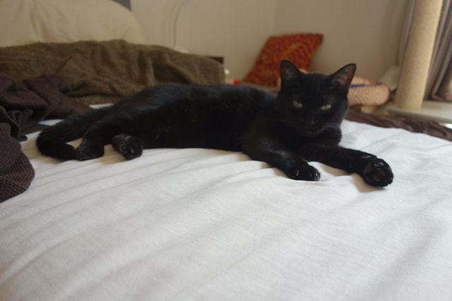 f:id:hiraryo0201:20191014212324j:plain f:id:hiraryo0201:20191014212324j:plain