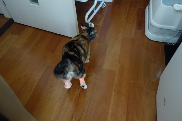 f:id:hiraryo0201:20191014220506j:plain f:id:hiraryo0201:20191014220506j:plain