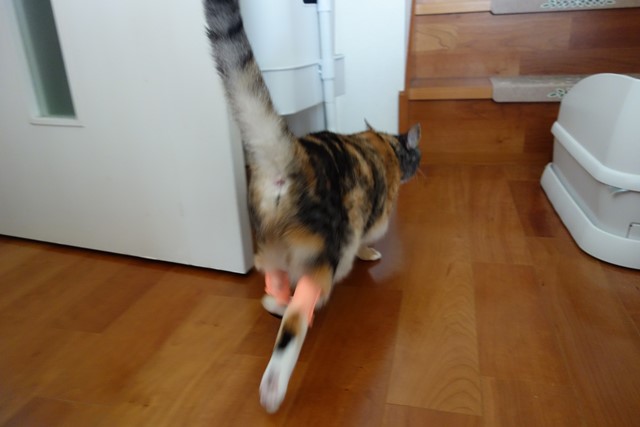 f:id:hiraryo0201:20191014220514j:plain f:id:hiraryo0201:20191014220514j:plain