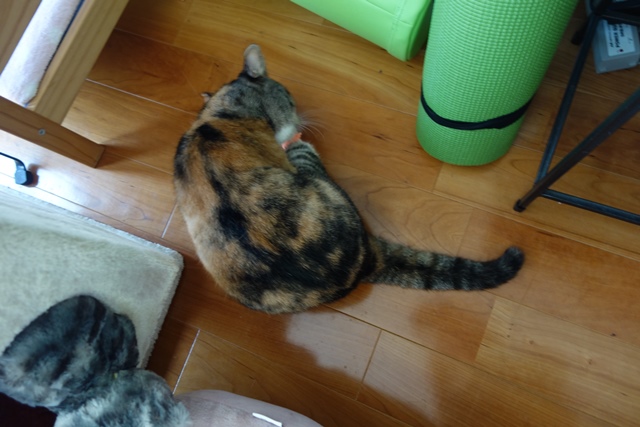 f:id:hiraryo0201:20191014220552j:plain f:id:hiraryo0201:20191014220552j:plain