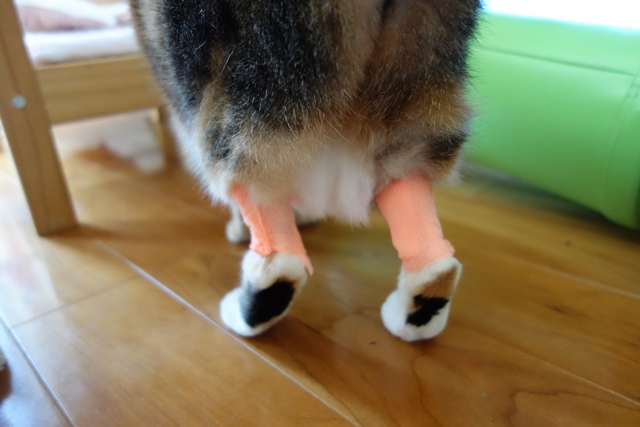 f:id:hiraryo0201:20191014220558j:plain f:id:hiraryo0201:20191014220558j:plain