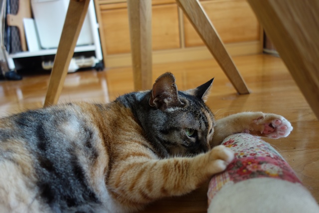 f:id:hiraryo0201:20191014220621j:plain f:id:hiraryo0201:20191014220621j:plain