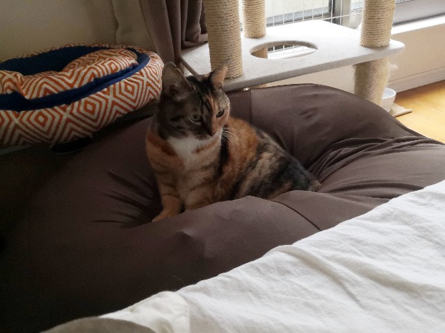 f:id:hiraryo0201:20191028000007j:image f:id:hiraryo0201:20191028000007j:image