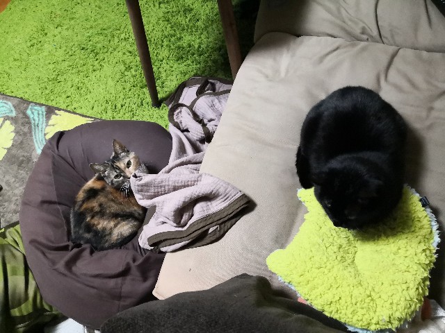 f:id:hiraryo0201:20191103201932j:image