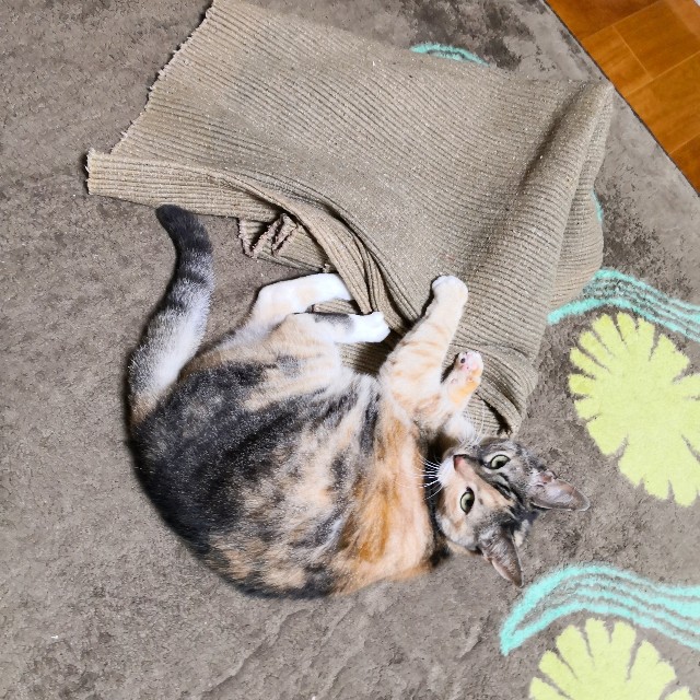 f:id:hiraryo0201:20191103201959j:image