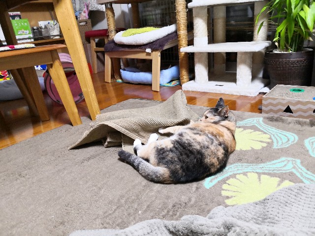 f:id:hiraryo0201:20191103202049j:image