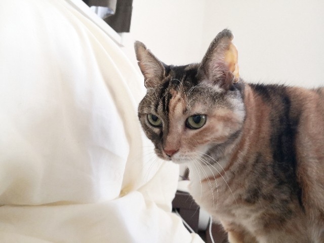 f:id:hiraryo0201:20191103220105j:plain