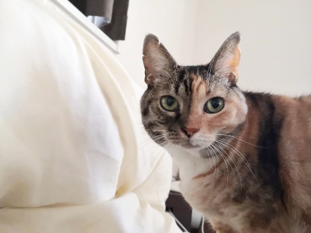 f:id:hiraryo0201:20191103220121j:plain