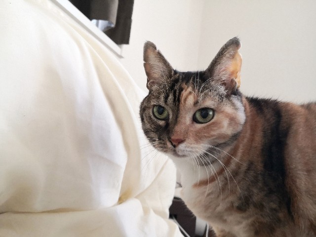 f:id:hiraryo0201:20191103220145j:plain