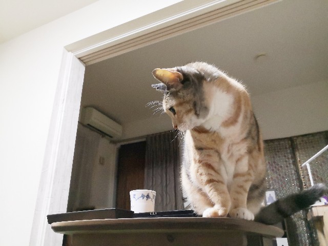 f:id:hiraryo0201:20191113091900j:image