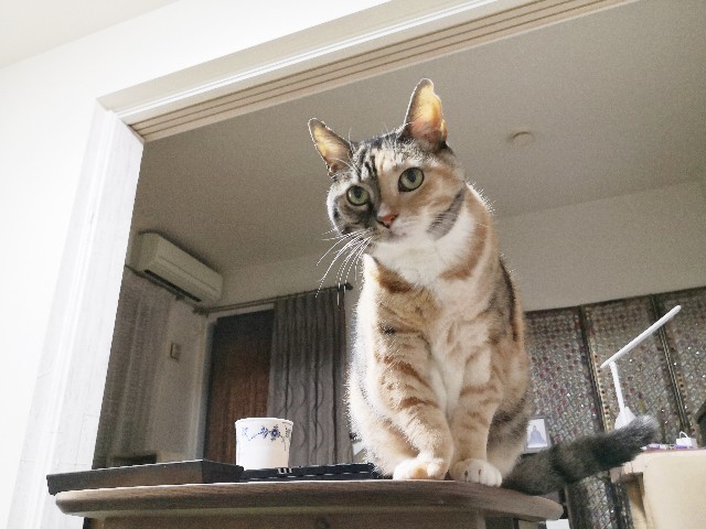 f:id:hiraryo0201:20191113091905j:image