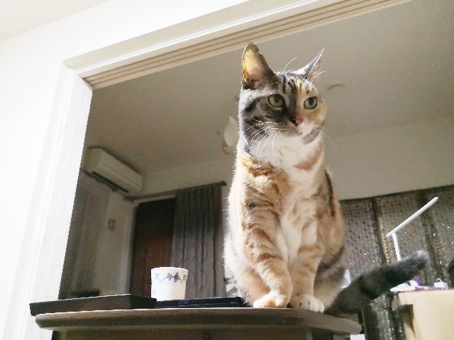 f:id:hiraryo0201:20191113091926j:image