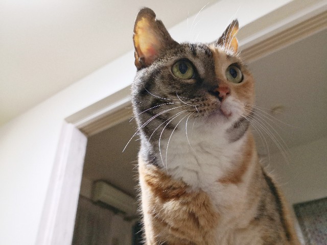 f:id:hiraryo0201:20191113092000j:image