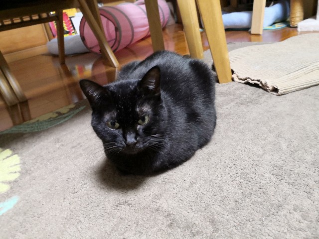 f:id:hiraryo0201:20191113130648j:image