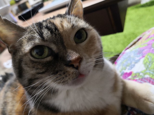 f:id:hiraryo0201:20191113235515j:plain