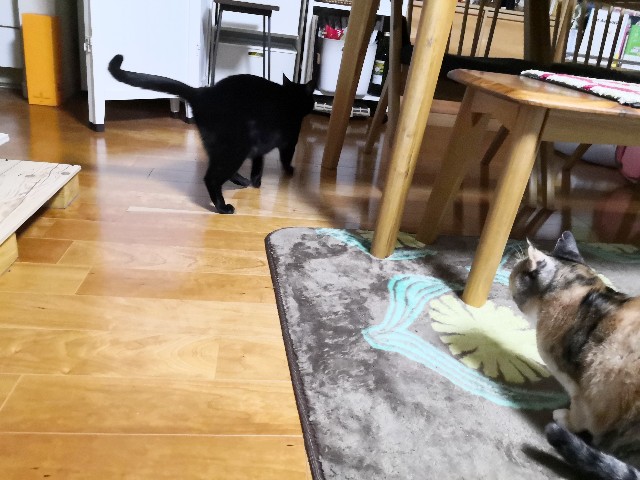 f:id:hiraryo0201:20191115222119j:image