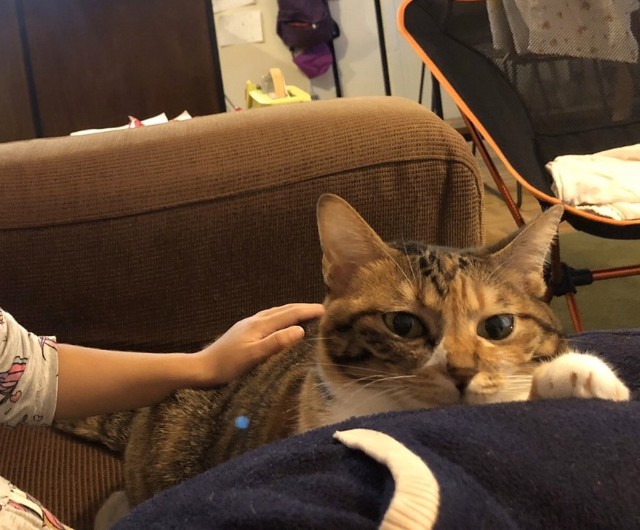 f:id:hiraryo0201:20191116100707j:image