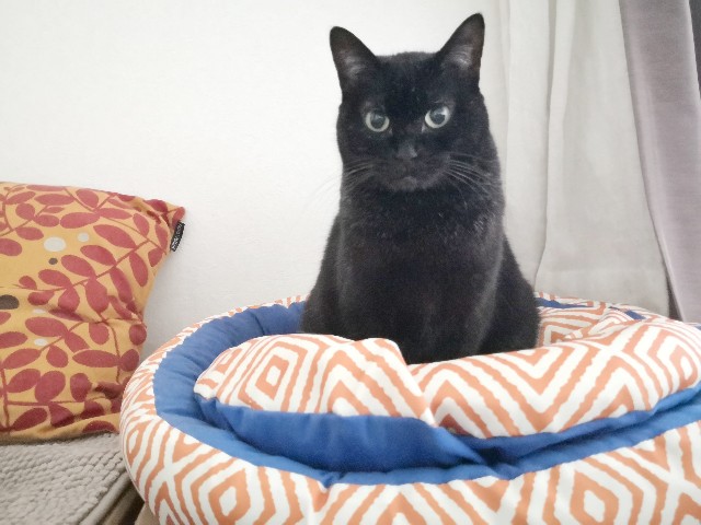 f:id:hiraryo0201:20191116110850j:image f:id:hiraryo0201:20191116110850j:image