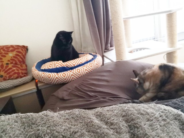 f:id:hiraryo0201:20191116111013j:image f:id:hiraryo0201:20191116111013j:image