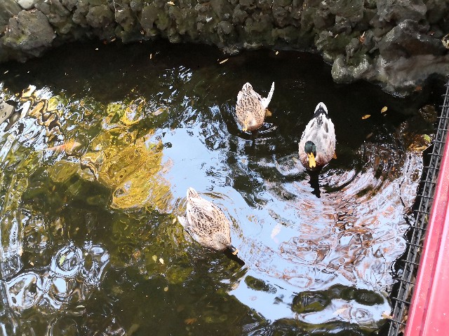 f:id:hiraryo0201:20191117154532j:image