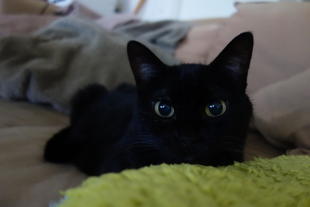 f:id:hiraryo0201:20191117224723j:plain