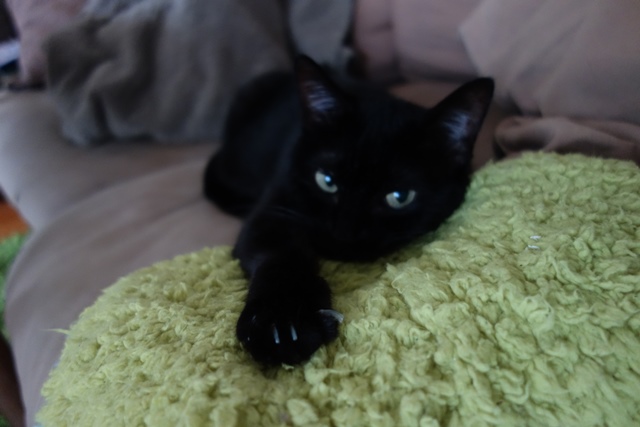 f:id:hiraryo0201:20191117224742j:plain