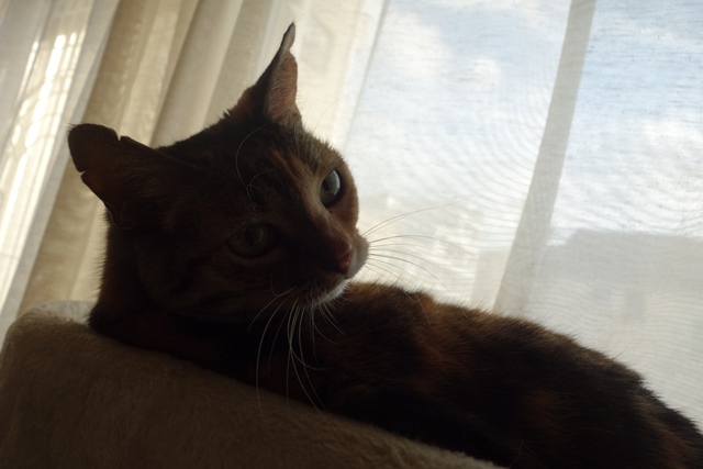 f:id:hiraryo0201:20191117224801j:plain