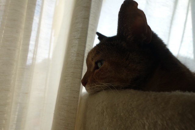 f:id:hiraryo0201:20191117224820j:plain