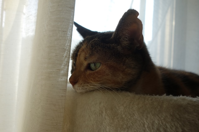 f:id:hiraryo0201:20191117224843j:plain