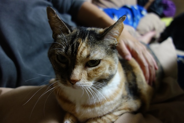 f:id:hiraryo0201:20191117225519j:plain f:id:hiraryo0201:20191117225519j:plain