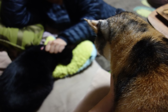 f:id:hiraryo0201:20191117225528j:plain f:id:hiraryo0201:20191117225528j:plain