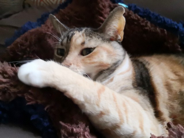 f:id:hiraryo0201:20191124200815j:image f:id:hiraryo0201:20191124200815j:image