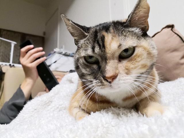 f:id:hiraryo0201:20191202080236j:image