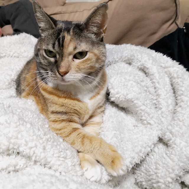 f:id:hiraryo0201:20191202080333j:image