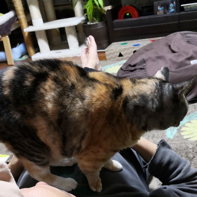 f:id:hiraryo0201:20191202080356j:image