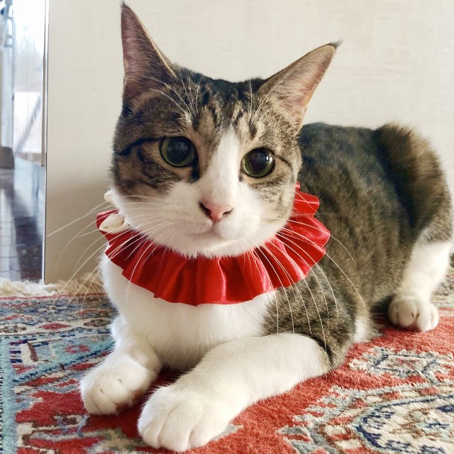 f:id:hiraryo0201:20191212205604j:image f:id:hiraryo0201:20191212205604j:image