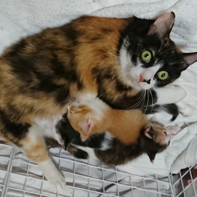 f:id:hiraryo0201:20191212214238j:image f:id:hiraryo0201:20191212214238j:image