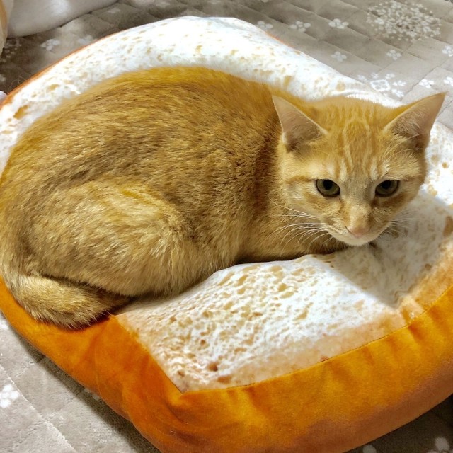 f:id:hiraryo0201:20191212214503j:image f:id:hiraryo0201:20191212214503j:image